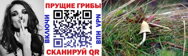 Галлюциногенные грибы прущие грибы  дарнет шоп  Вязьма 